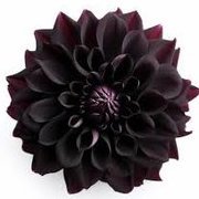 blackdalhia