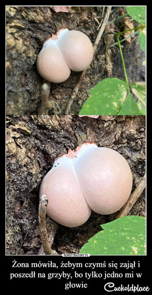 grzyby.jpg